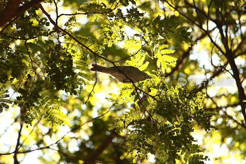 jo<s:1> o-de- barro鸟栖息在树叶被太阳照亮的树上